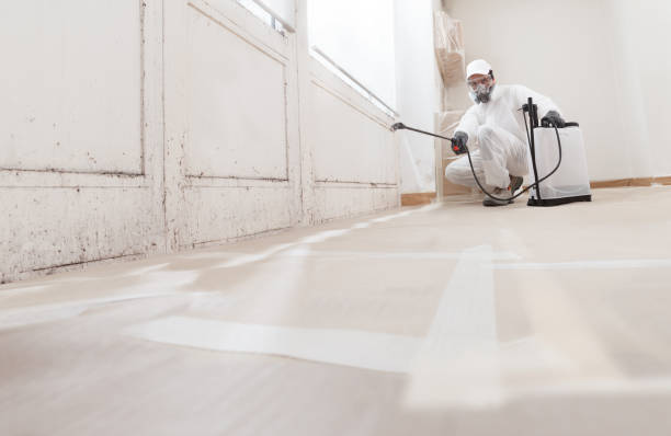 24/7 Emergency Mold Inspection experts in Chelsea, MI